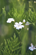 Gypsophila植物正在开花