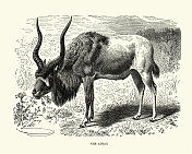 阿达克斯(Addax nasomaculatus)，白羚羊和螺丝羚羊