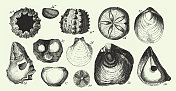 《古着，铜板岩地层化石，威克斯沃斯洞穴部分和化石雕刻古董插图》，出版于1851年