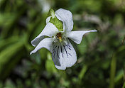 Viola macloskeyi, small white violet, northern white violet, smooth white violet, sweet white violet, western sweet violet, western sweet-white violet, wild white violet是紫罗兰科多年生开花植物。Sierra N的东侧