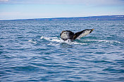 潜水座头鲸的尾巴