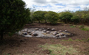 加拉帕戈斯群岛巨大的乌龟