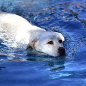 狗在水中游泳的特写镜头