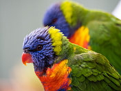两个彩虹鹦鹉
