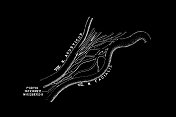 中间部分(risbergi)。大肠比肖夫之后。第七对颅神经形成纯运动面神经，面神经