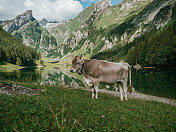阿彭策勒的奶牛在湖边吃草