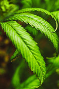 大麻Sativa植物-大麻叶子的细节镜头