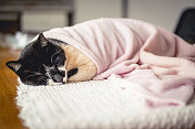 寒冷的猫。在毯子里睡觉的猫。