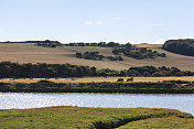 英国苏塞克斯郡的Cuckmere Haven