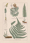 蕨类植物，色版画，出版于1895年