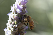 蜜蜂和薰衣草