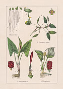 单子叶植物，泽泻目，色版画，出版于1895年