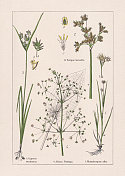 单子叶植物，草类，色版画，出版于1895年