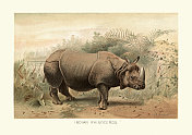 印度犀牛(独角犀牛)，野生动物艺术版画