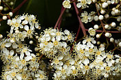 开花的Photinia