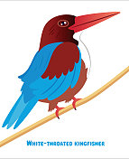 White-throated翠鸟