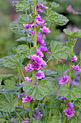 通常是Mallow / Malva Mauritiana / Malva Sylvestris