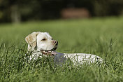 黄色拉布拉多寻回犬在草丛中休息