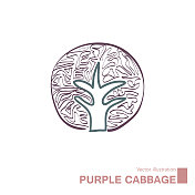 向量画紫色卷心菜。