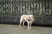伦敦人行道上的拉布拉多寻回犬