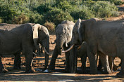 一群大象在阿多国家公园的水坑旁。