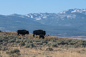 黄石公园山顶上的野牛和野牛母牛