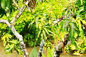泰国北部河边的一棵热带树