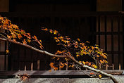 京都的秋叶