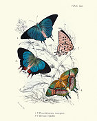 蝴蝶(剑桥蓝)，金斑蝶