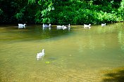 一群白鸭子在河里游泳