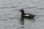 鸽子Guillemot, Cepphus columba，冰川湾国家公园，阿拉斯加。游泳