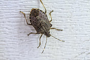 一个臭虫(Halyomorpha halys)爬行在白色乙烯壁在马里兰州东北部的特写