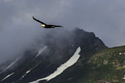 白头Haliaeetus白头Haliaeetus，一只飞翔的秃鹰，卡特迈国家公园，阿拉斯加。成年秃鹰在飞翔。