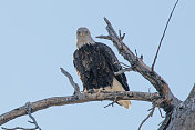 美国蒙大拿州贝斯贝河附近栖息的秃鹰