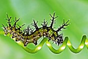 在螺旋藤蔓上爬行的带刺的毛虫。