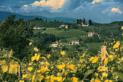 葡萄园，葡萄栽培，葡萄，基安蒂，托斯卡纳，意大利