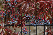 维吉尼亚攀缘植物parthenocissusquinquefolia的圆形蓝色浆果