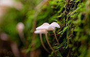 小Mycenaceae蘑菇