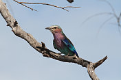 博茨瓦纳北部图里地区的翠鸟