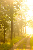 山毛榉森林景观在一个雾蒙蒙的秋天早晨与阳光透过树冠