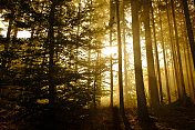 松树林景观在一个雾蒙蒙的秋天早晨与阳光透过树冠