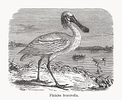 欧亚琵鹭，木版，1893年出版