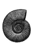 帕金森尼化石