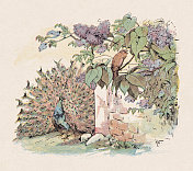 孔雀和夜莺，彩色木刻，出版于1897年
