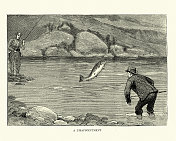 从垂钓者、渔民手中逃脱的鱼，在挪威、维多利亚捕鱼的鲑鱼
