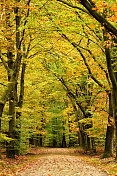 在秋天穿过一片金叶的山毛榉树林