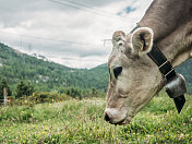 瑞士奶牛在草地放牧的肖像，瑞士