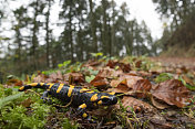 火蝾螈（Salamandra salamandra）