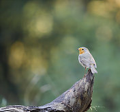 罗宾(红心rubecula)