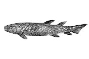 骨鳞('骨鳞')是泥盆纪已灭绝的鳍鱼属